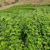 跟随季节有热情果释迦果，坚果咖啡，豆子，自己有冷库，有需要的
