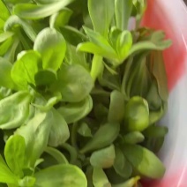 精品大叶茼蒿常年有货