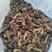 盐渍滑子菇大量有货零售批发品质保障量大从优可电话咨询