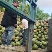 海南青椰，黄金椰，椰子水，干毛椰，也蛋，批发，代发