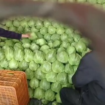 山东临沂莒南县*正宗暖棚牛心甘蓝