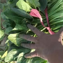 精品大叶菠菜