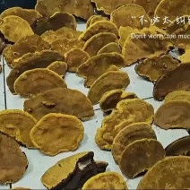 保正品桑树桑黄/假一赔万，一手货源直供全网！