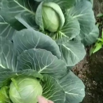 甘蓝