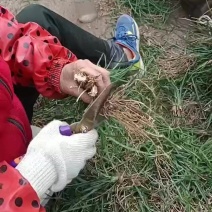 麦冬种苗