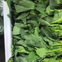 板蓝根青菜，菘油一号