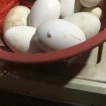 🦢🥚狮头鹅蛋