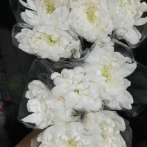 广州菊花全国发货欢迎合作