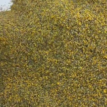 野菊花