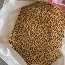 山东临沂东北大豆，塔选