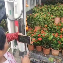 龙船花