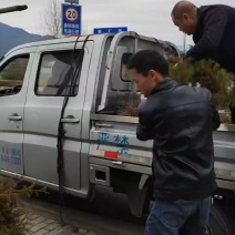 柳杉装车