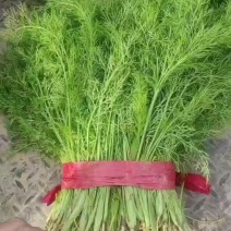 茴香苗