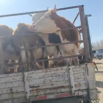 育肥繁殖口青架子母牛，需要的老板联系，货源充足