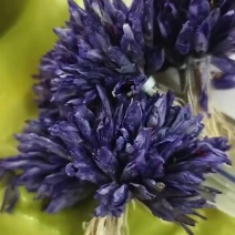 藏红花源花