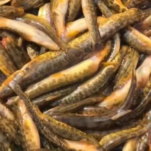 川丁子鱼马口桃花杂鱼河虾