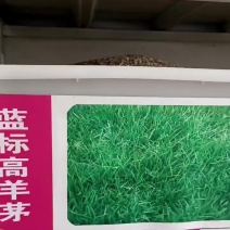 蓝标高羊茅，欧盟认证高品质草种，纯度与发芽率双高，出苗齐