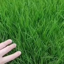 速生黑麦草，出苗快、成坪早。耐寒耐湿，四季青绿