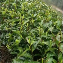 茶农自产自销明前龙井2026新茶头采嫩芽正宗高山绿
