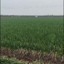 陕西宝鸡凤翔鸿博农场优质钢葱产地直供量大价优欢迎致电