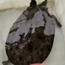 需要的老板联系我