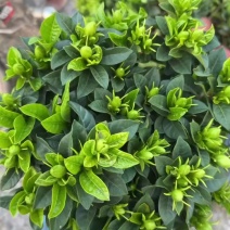 栀子花