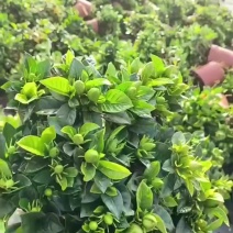 栀子花