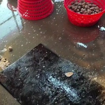 丹东东港黄蚬子***********