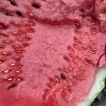 美都甜王大吨位供应
