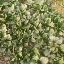 聊城陆地菠菜