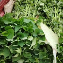 秦薯五号红薯脱毒红薯苗