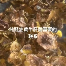 纯野生黄牛肝菌