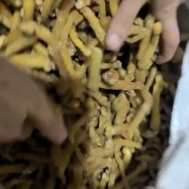 电商对接熟条玉竹