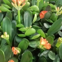 大量批发君子兰花，适合赶大集，早市，夜市