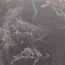 甬优葡萄苗