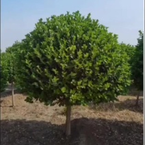 苗圃大量出售10公分独杆卫矛球
