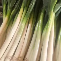 山东净葱大葱电商货，中粗货，细的不挑，厂家直销价格可谈欢