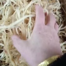 淡干银鱼