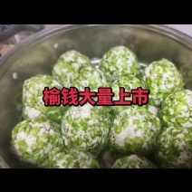 现摘榆钱大量上市价格美丽