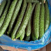 密刺黄瓜大降价欢迎来讯