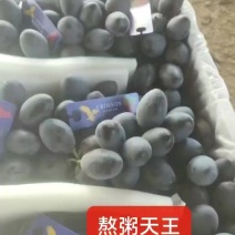 澳洲天王葡萄苗，黑色脆地球，晚熟无核大粒纯甜，管理简单