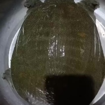 甲鱼