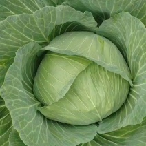 甘蓝