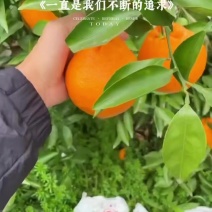 老板们好，这里有耙耙柑有沃柑，有血橙，这里大量有货