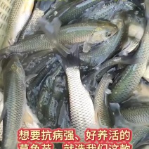 草鱼苗/鲩鱼苗半斤到一斤大草鱼大量批发