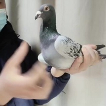 鸽子