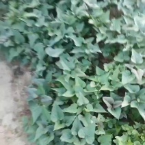 地瓜苗