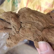 白术中药材，中草药之一