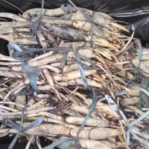 精品荷花苗