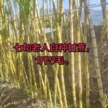 黄皮甘蔗(老爸自种)
